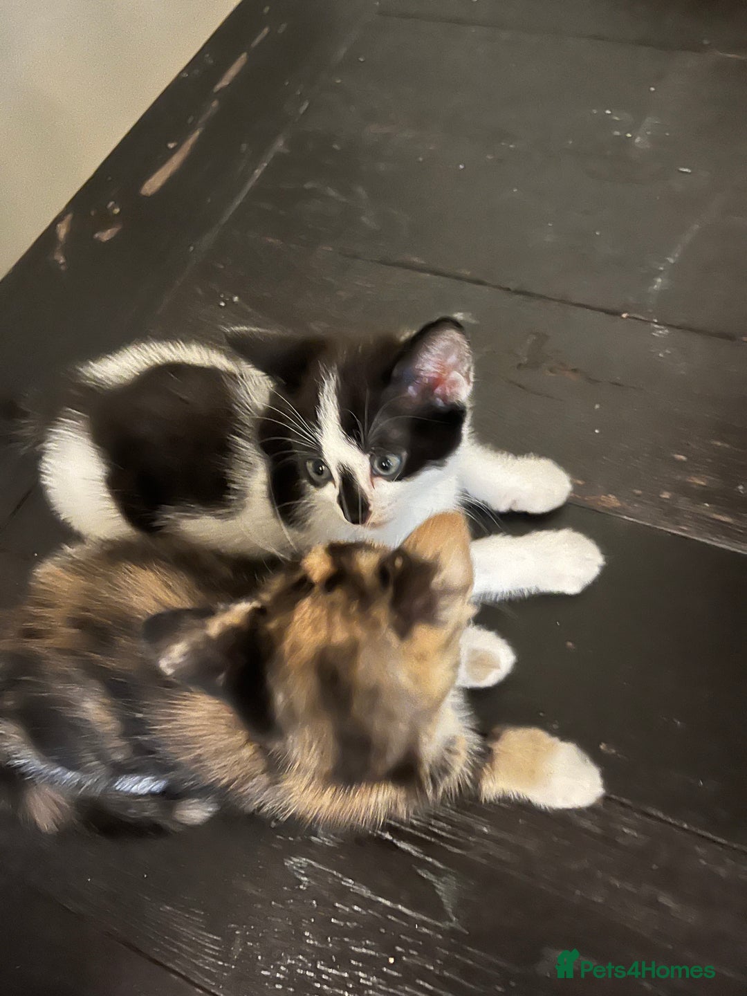 Mixed Breed cats for sale: Adorable Kittens Looking for Loving Homes 🐾 - Image 5