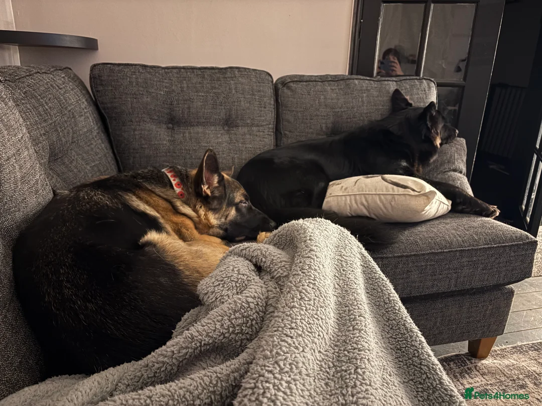 German Shepherd dogs for sale: German Shepherd Girls - Advert 2