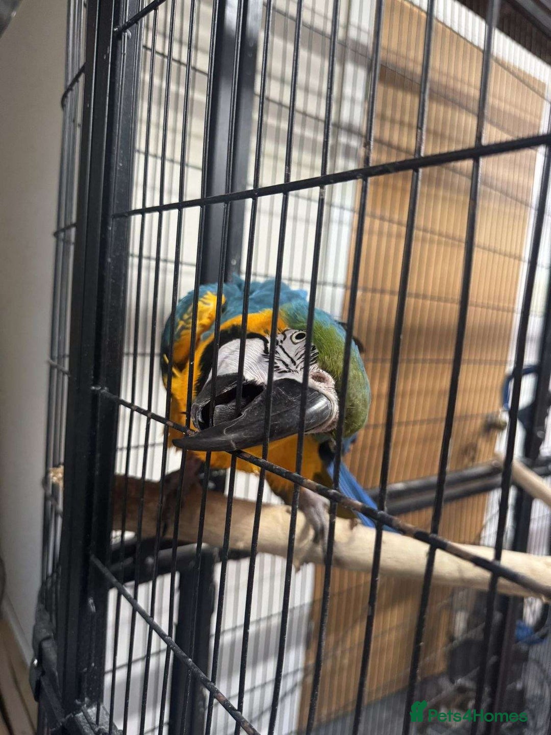 Parrots birds for sale: Blue and Gold Macaw Parrots & Extremely Friendly - Image 4