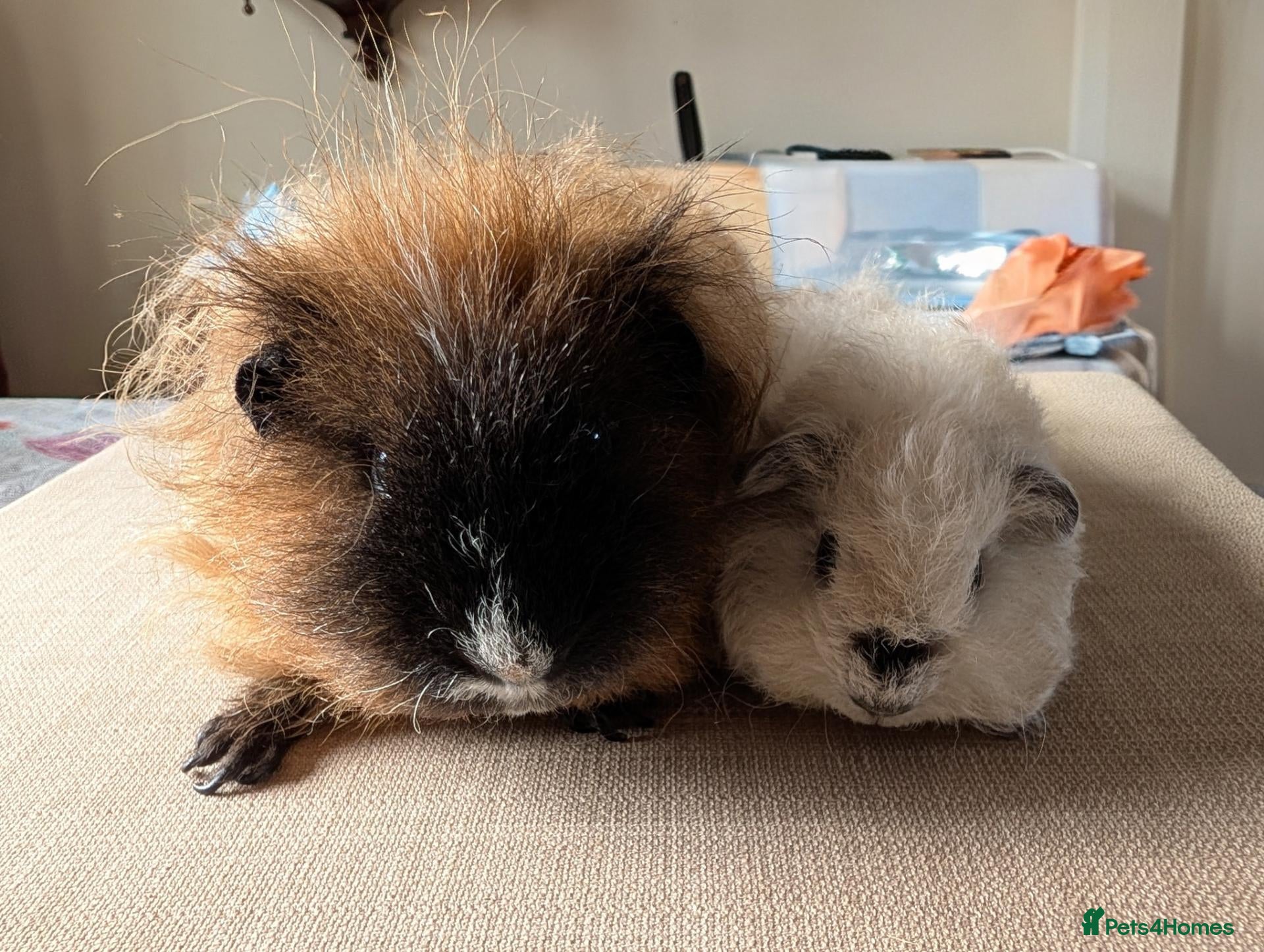 Guinea Pig rodents Texel and Alpaca boars looking for their 5*  home - Advert 1
