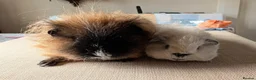 Guinea Pig rodents for sale: Texel and Alpaca boars looking for their 5*  home - Advert 1