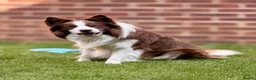 Border Collie dogs for stud: Kajtek Red-white border collie FOR STUD - Advert 3