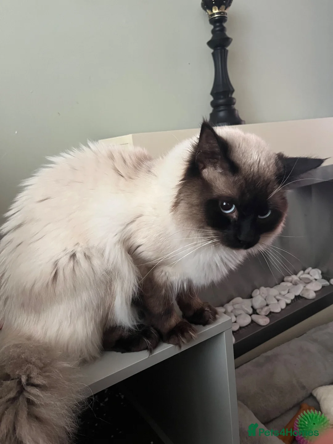 Ragdoll cats for sale: Ragdoll - Advert 3