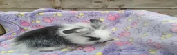 Mini Lion Lop rabbits for sale: Mini lop and mini lion lops - Advert 11