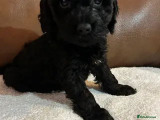 Cockapoo dogs Toy Cockapoo’s - Advert 3