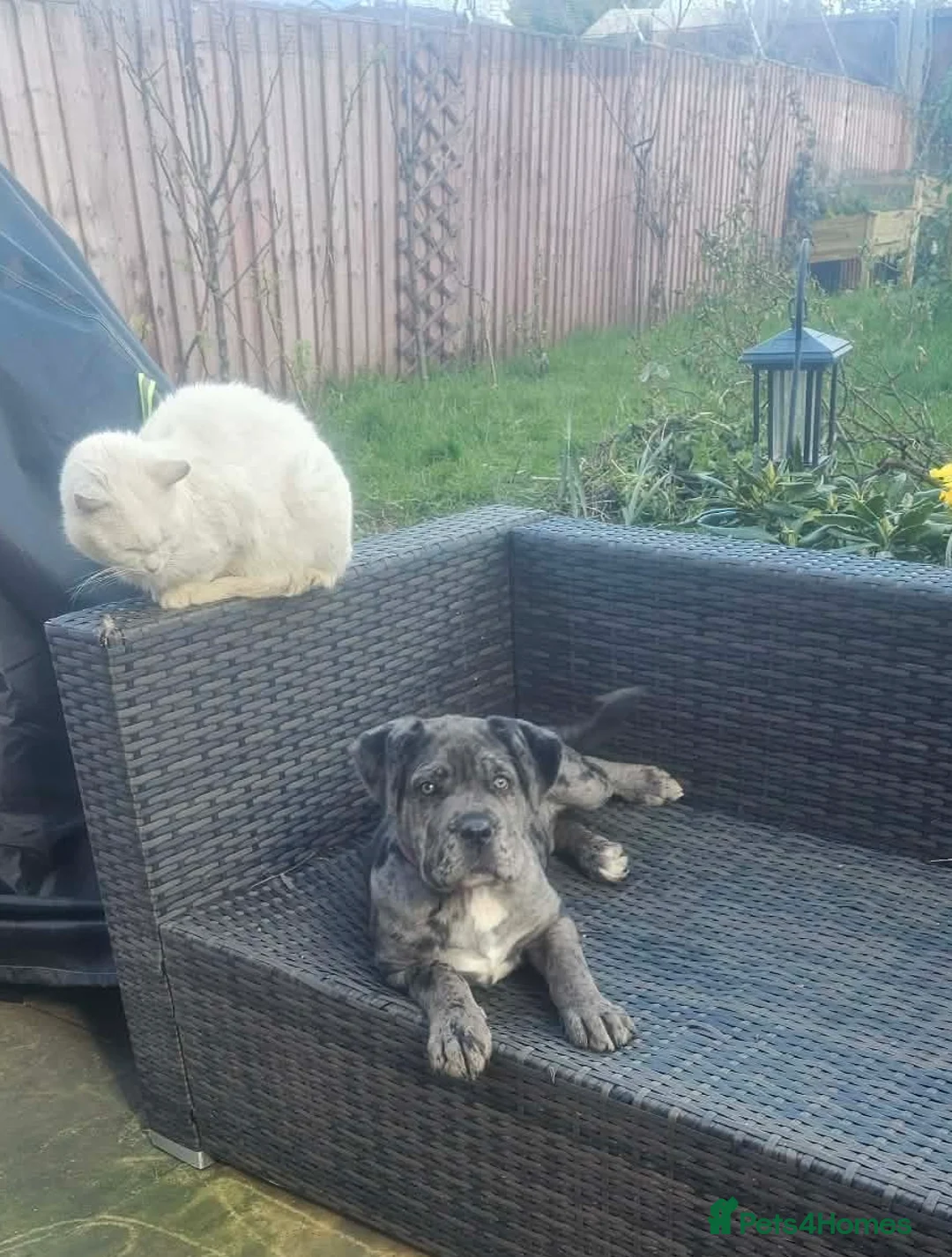 Cane Corso dogs for sale: Beautiful Cane Corso Merle ❤️ - Advert 2
