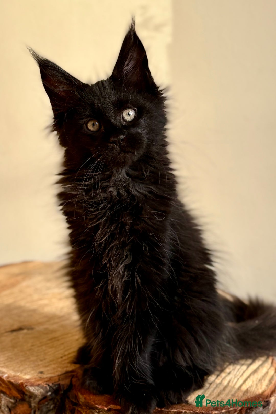 Maine Coon cats for sale: Beautiful Maine coon kittens - Advert 20