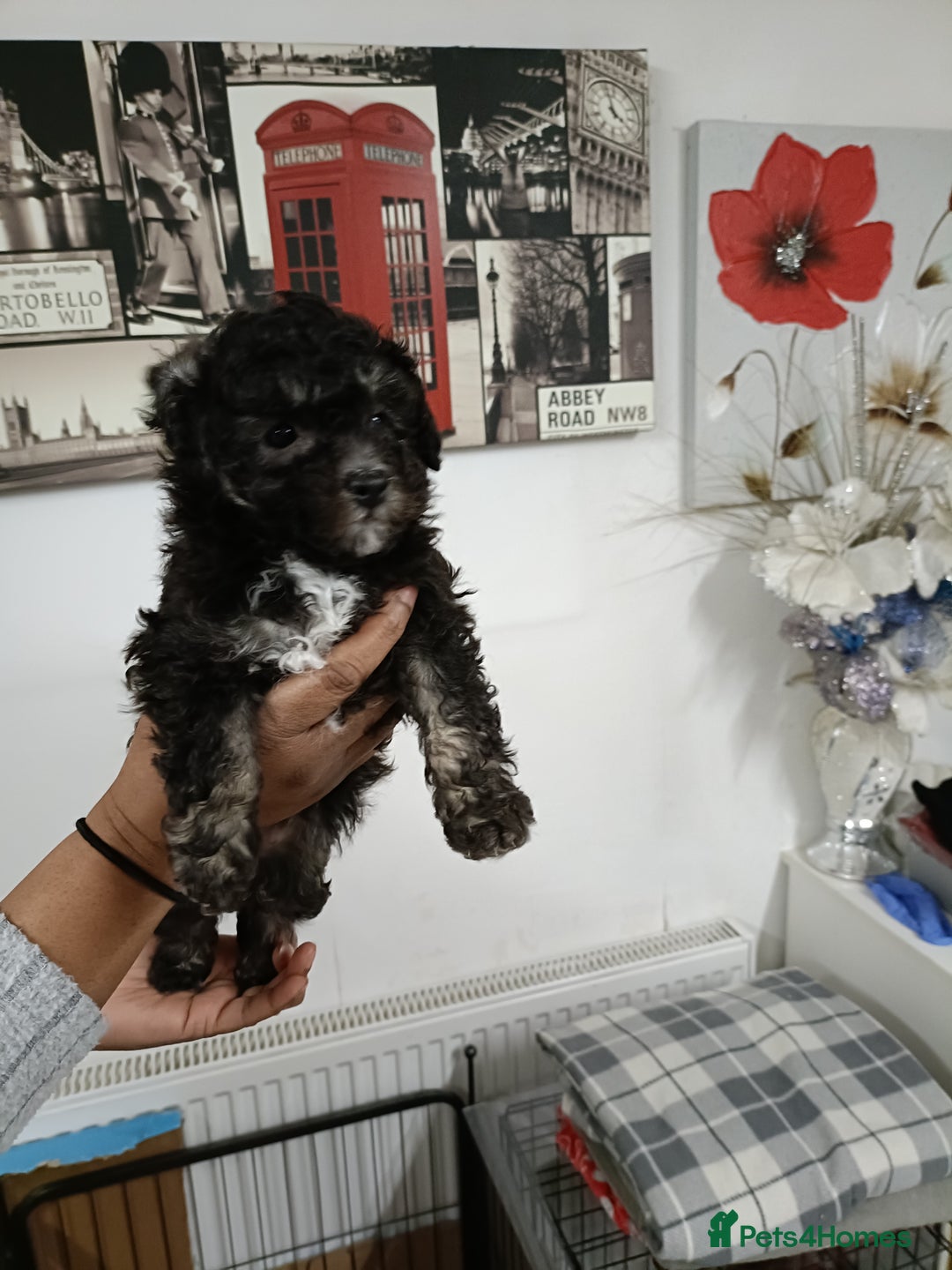Toy Poodle dogs for sale: Asian phantom toy poodles - Advert 3