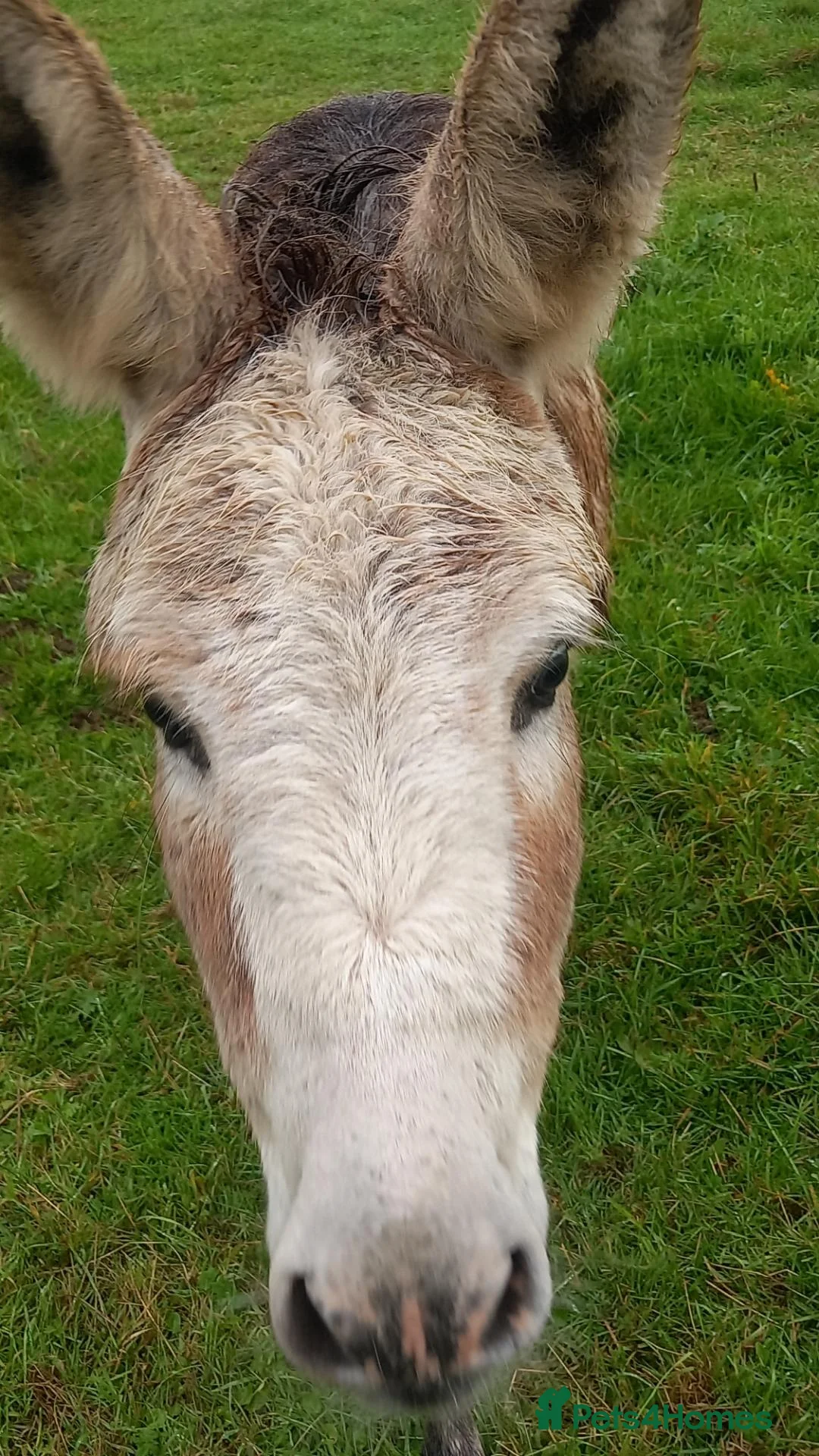 Donkey livestock for sale: Female Donkey Foal for Sale - Advert 1