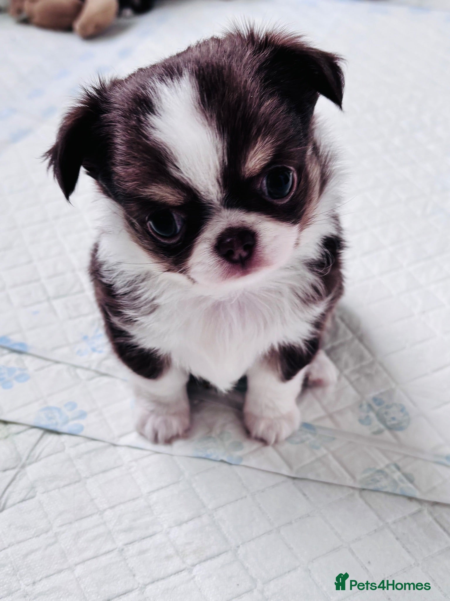 Chihuahua dogs chocolate tri long coat chihuahua puppies  - Advert 1