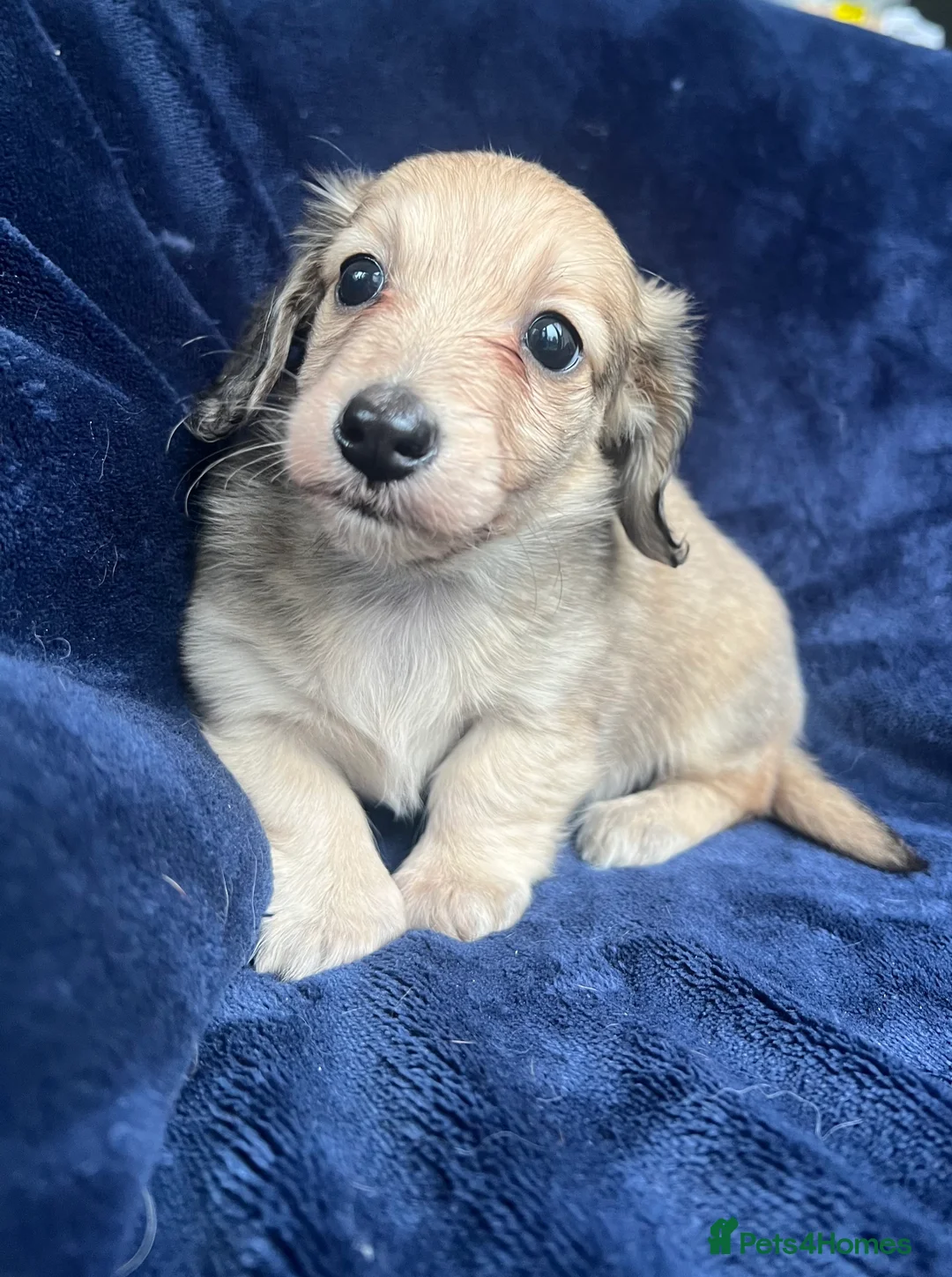 Miniature Dachshund dogs for sale: Shaded cream miniature dachshund girl - Advert 8