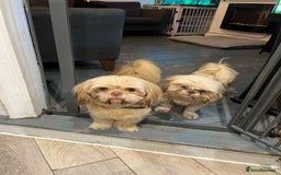 Shih Tzu dogs for sale: Beautiful litter or imperial Shih Tzu puppies  - Advert 29