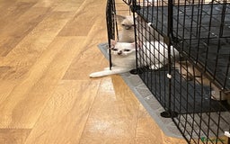 Ragdoll cats for sale: Last few Ragdoll Kittens—price reduced  - Image 14