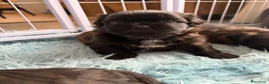 Shih Tzu 1