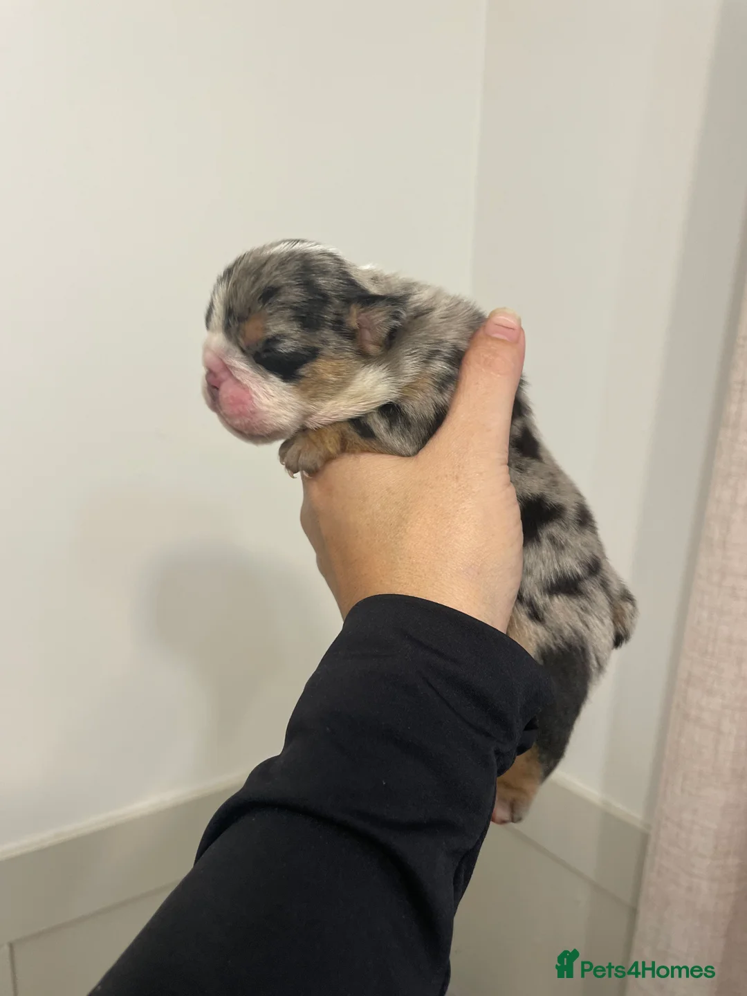 English Bulldog dogs for sale: Beautiful rainbow littler of Merle bulldogs  - Advert 2