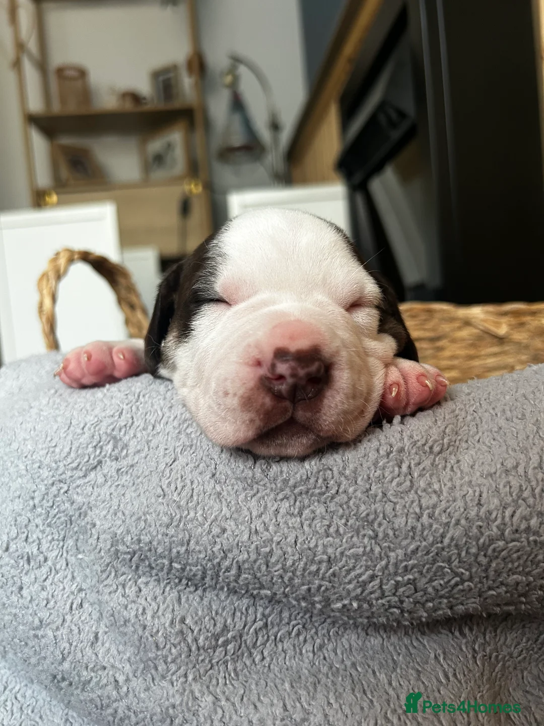 Mixed Breed dogs for sale: Mixed breed dogs  - Advert 9