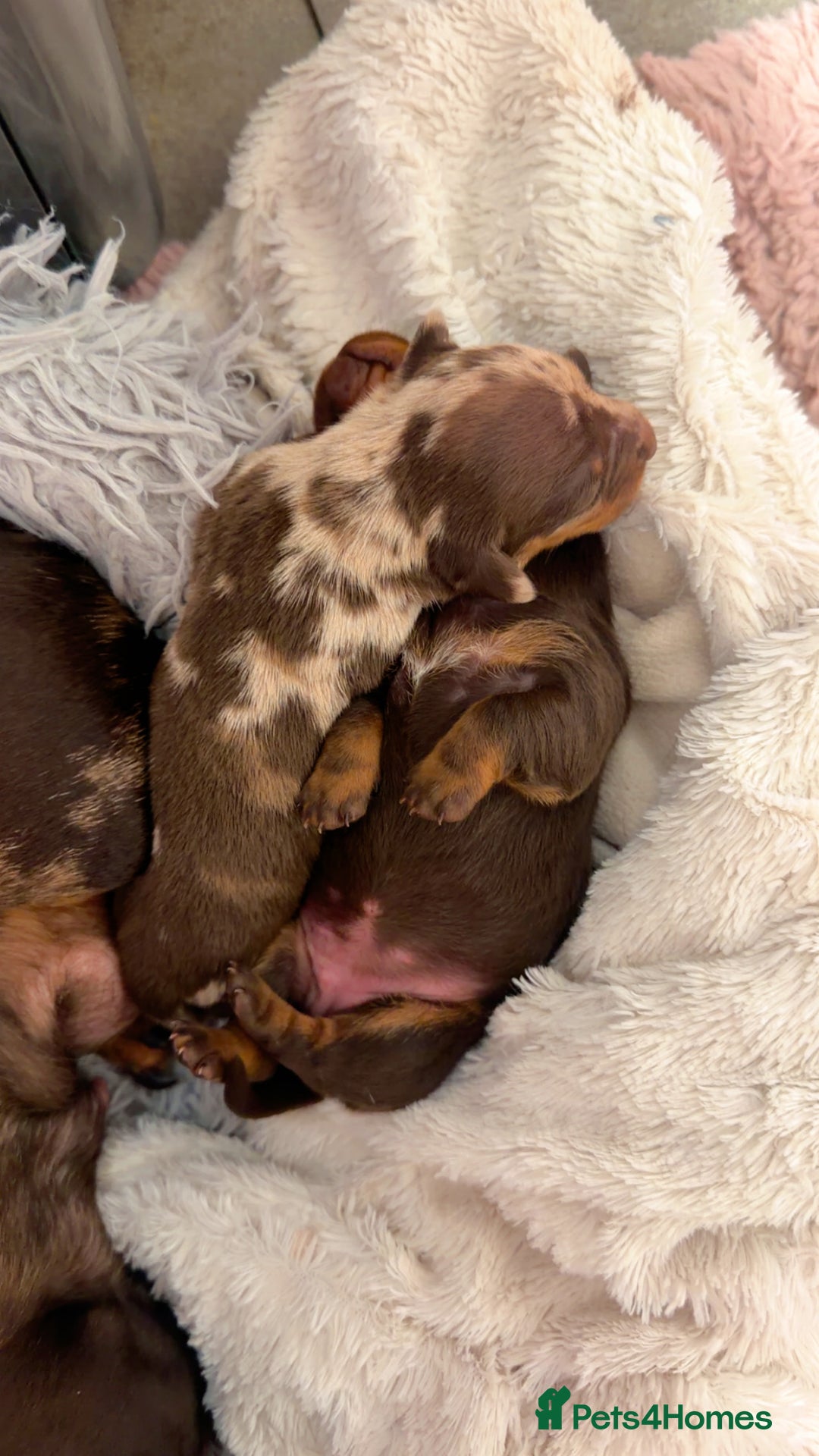 Miniature Dachshund dogs for sale: Miniature Dachshund  - Advert 8