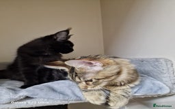 Maine Coon cats for sale: 🍁🍂Good females🏡🎯📣 - Image 17