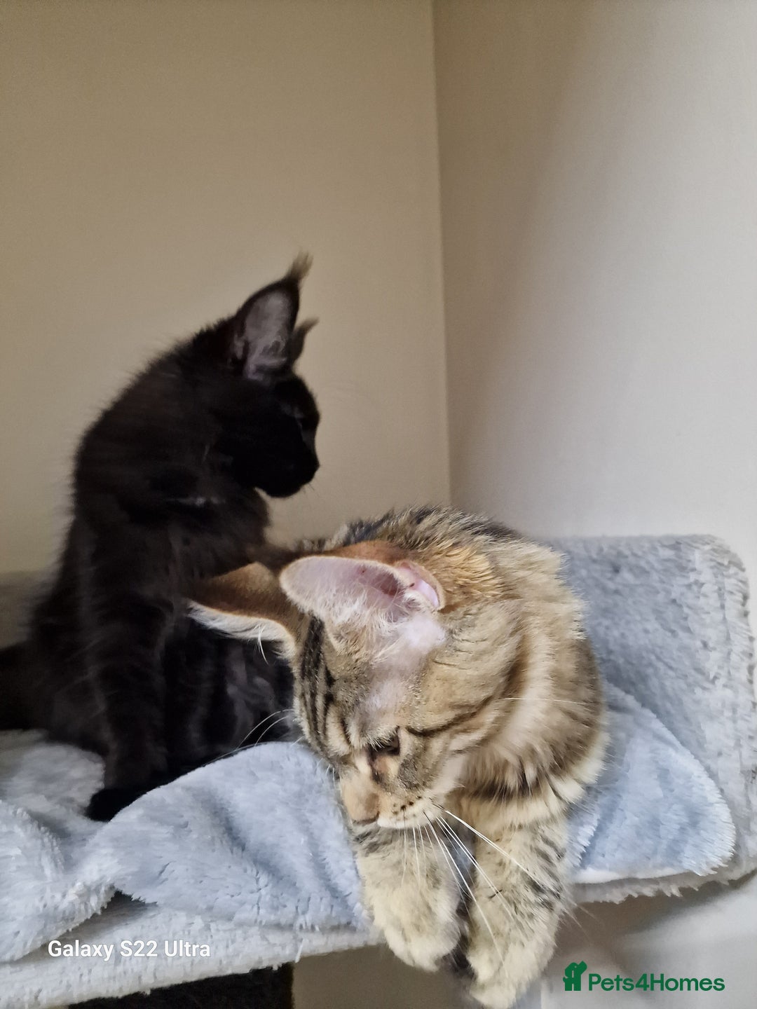 Maine Coon cats for sale: 🍁🍂Good females🏡🎯📣 - Image 17
