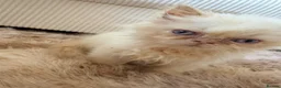 Persian cats for sale: Exotic long haired Persian kittens  in Bolton - Advert 7