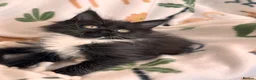 Maine Coon cats for sale: Exceptional TICA Pedigree Maine Coon Kittens - Advert 12