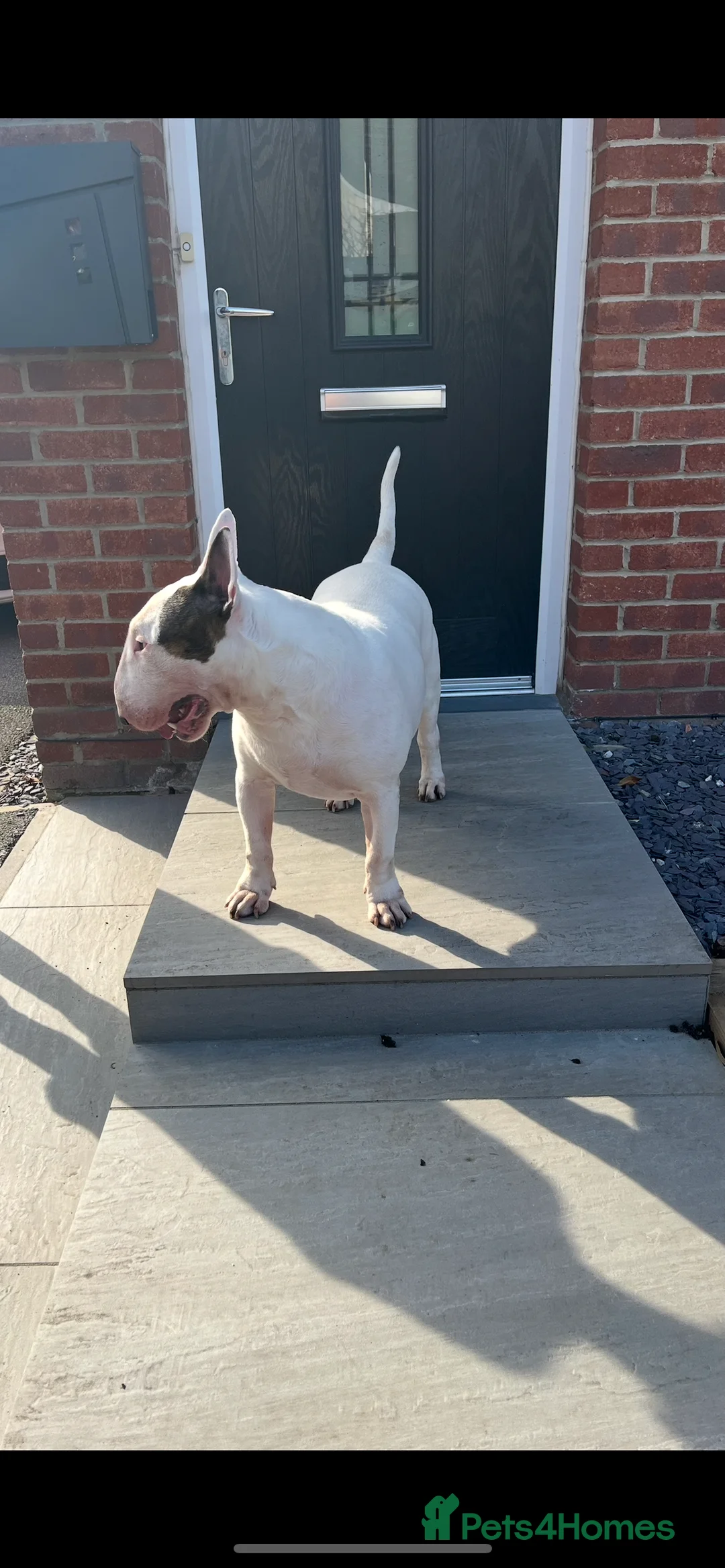 English Bull Terrier dogs for stud: Amazing boy for stud in Liverpool - Advert 24