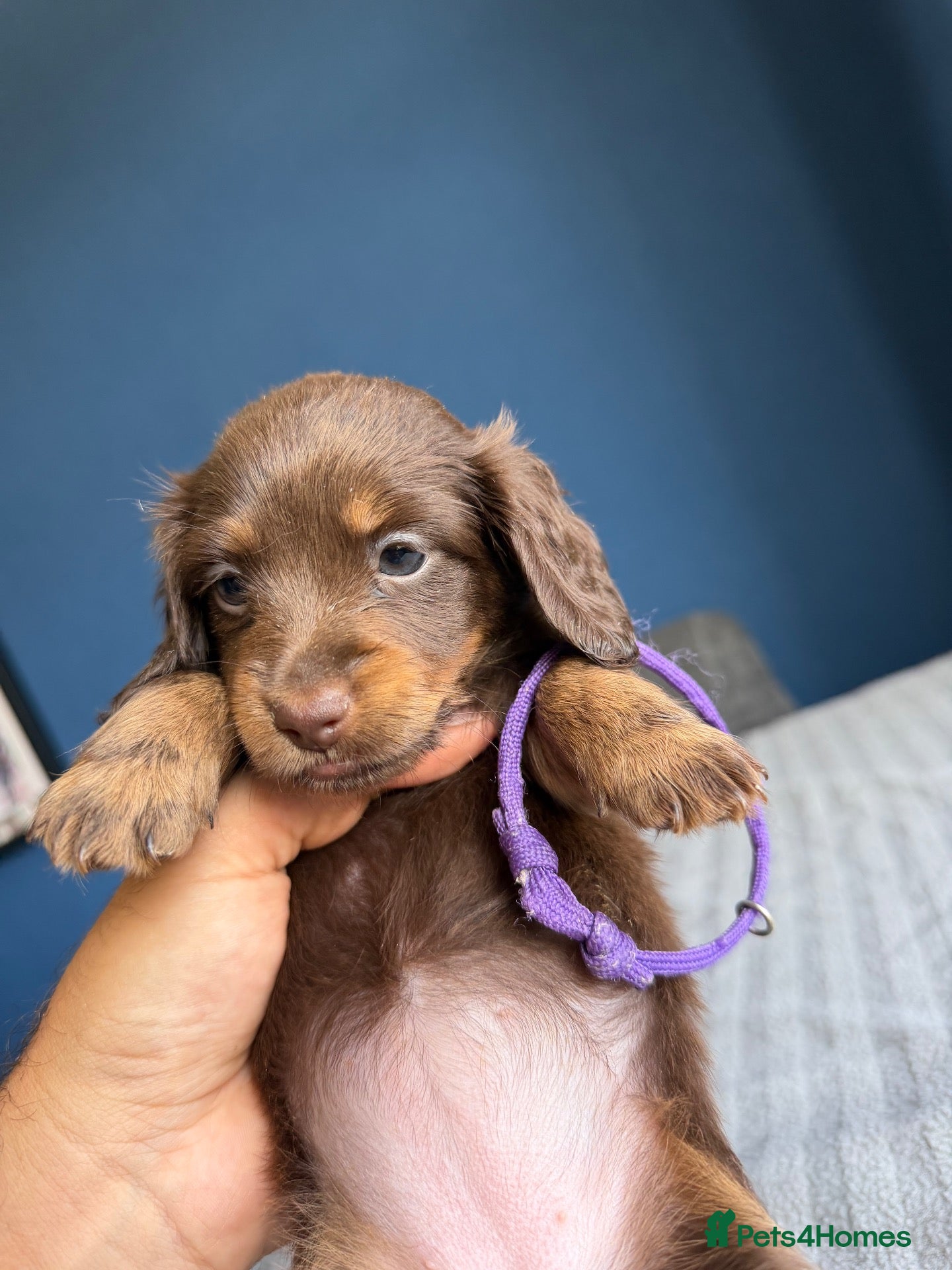 Miniature Dachshund dogs READY🚨Longhaired miniature dachshund female LAST1 - Advert 12