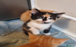 Balinese cats for sale: 6 buteful cats searching for homes. - Image 6