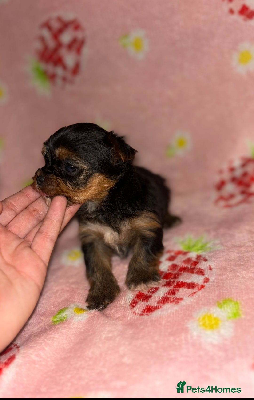Yorkshire Terrier dogs for sale: Beautiful pure Yorkshire terriers puppy’s  - Advert 16