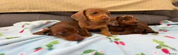 Miniature Dachshund dogs for sale: True miniature dachshund puppies  in Ingatestone - Advert 10