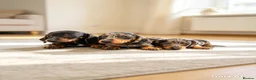 Dachshund dogs for sale: Beautiful dachshund puppies ready to go  - Advert 3