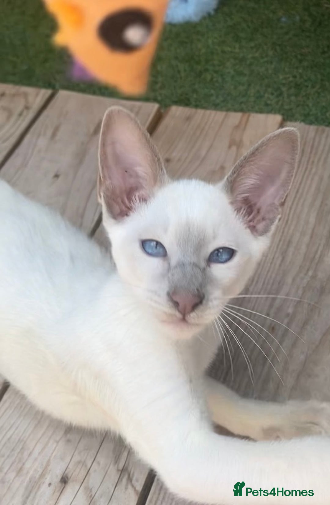 Siamese cats for sale: Siamese/oriental  - Image 5