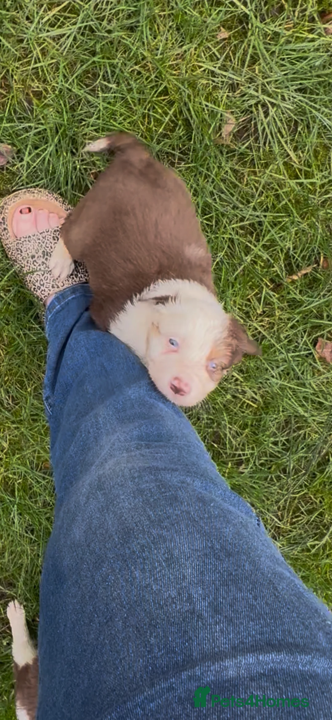 Border Collie dogs for sale: Stunning tri red/merled, blue eyed little boy - Advert 7