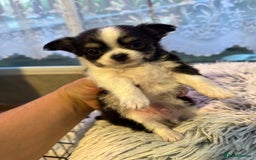 Chihuahua dogs for sale: Chihuahua  - Image 4