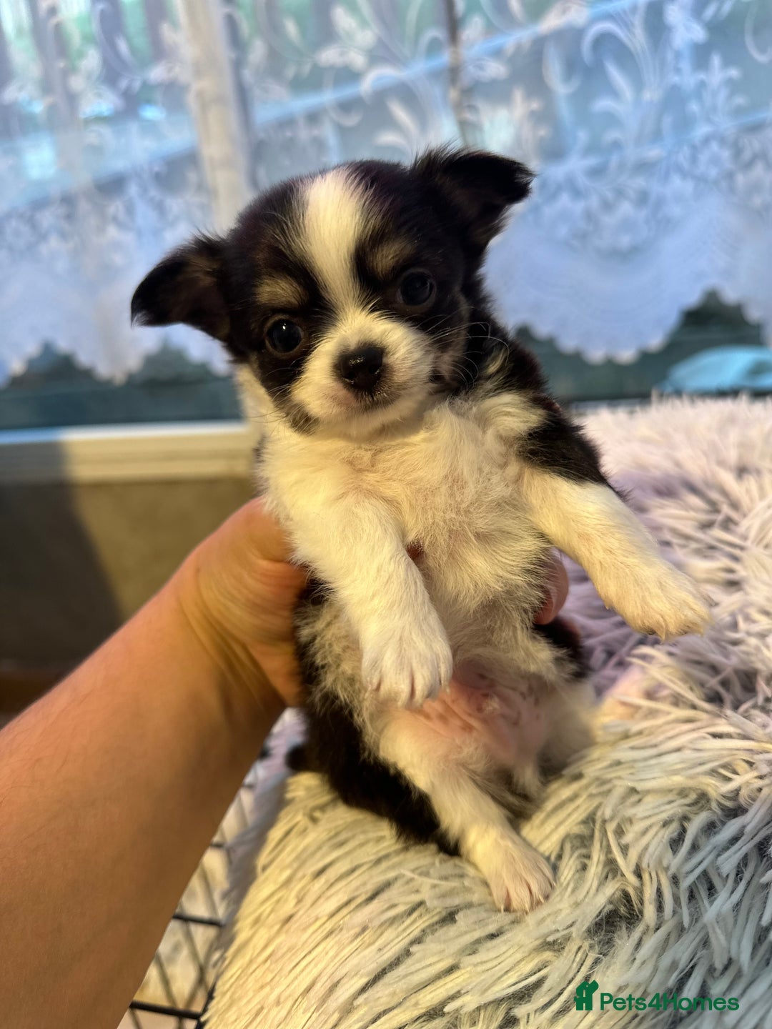 Chihuahua dogs for sale: Chihuahua  - Image 4