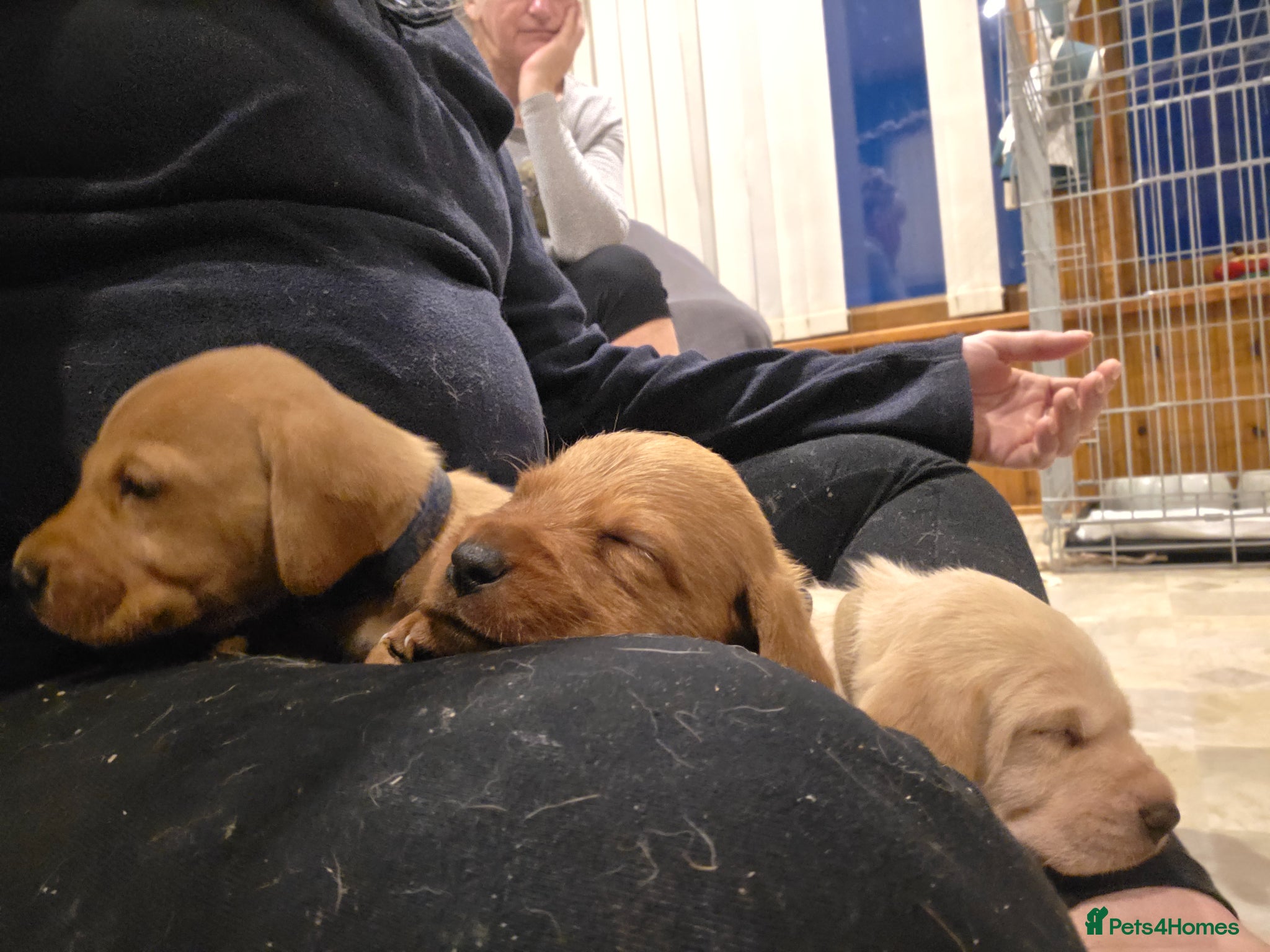 Mixed Breed dogs Vizslador Puppies  - Advert 1