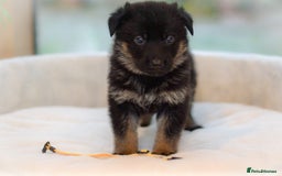 German Shepherd dogs for sale: 5 Generation KC - straight backed GSD puppies  - Image 26