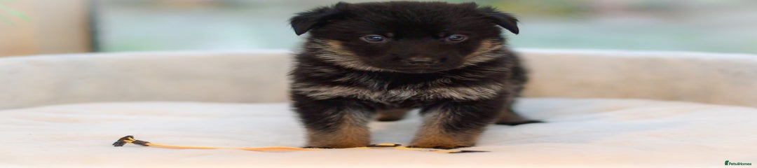 German Shepherd female green collar 