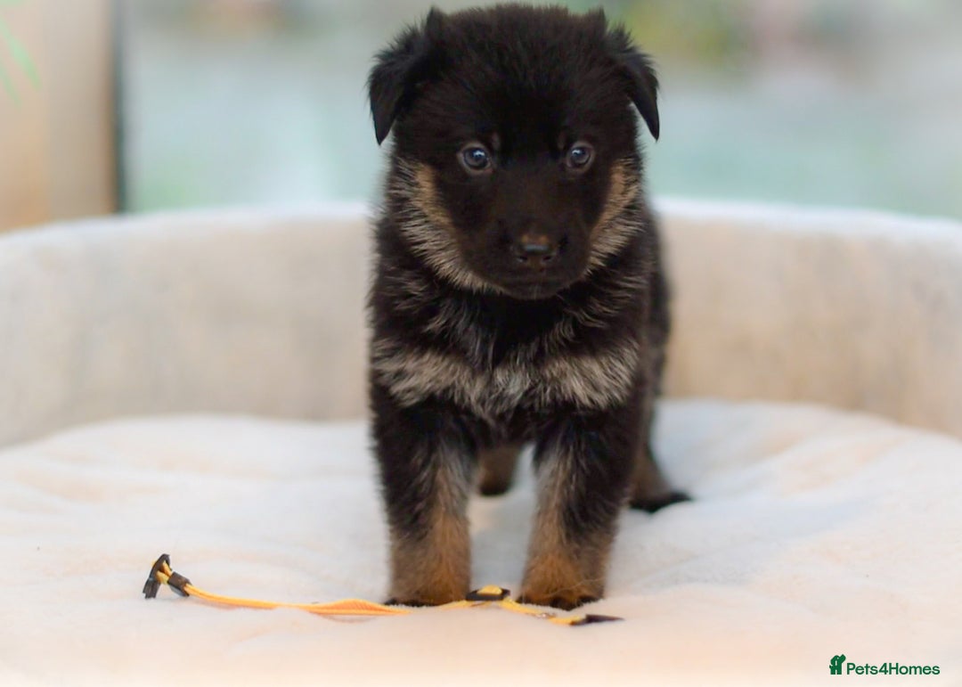 German Shepherd dogs for sale: 5 Generation KC - straight backed GSD puppies  - Image 26