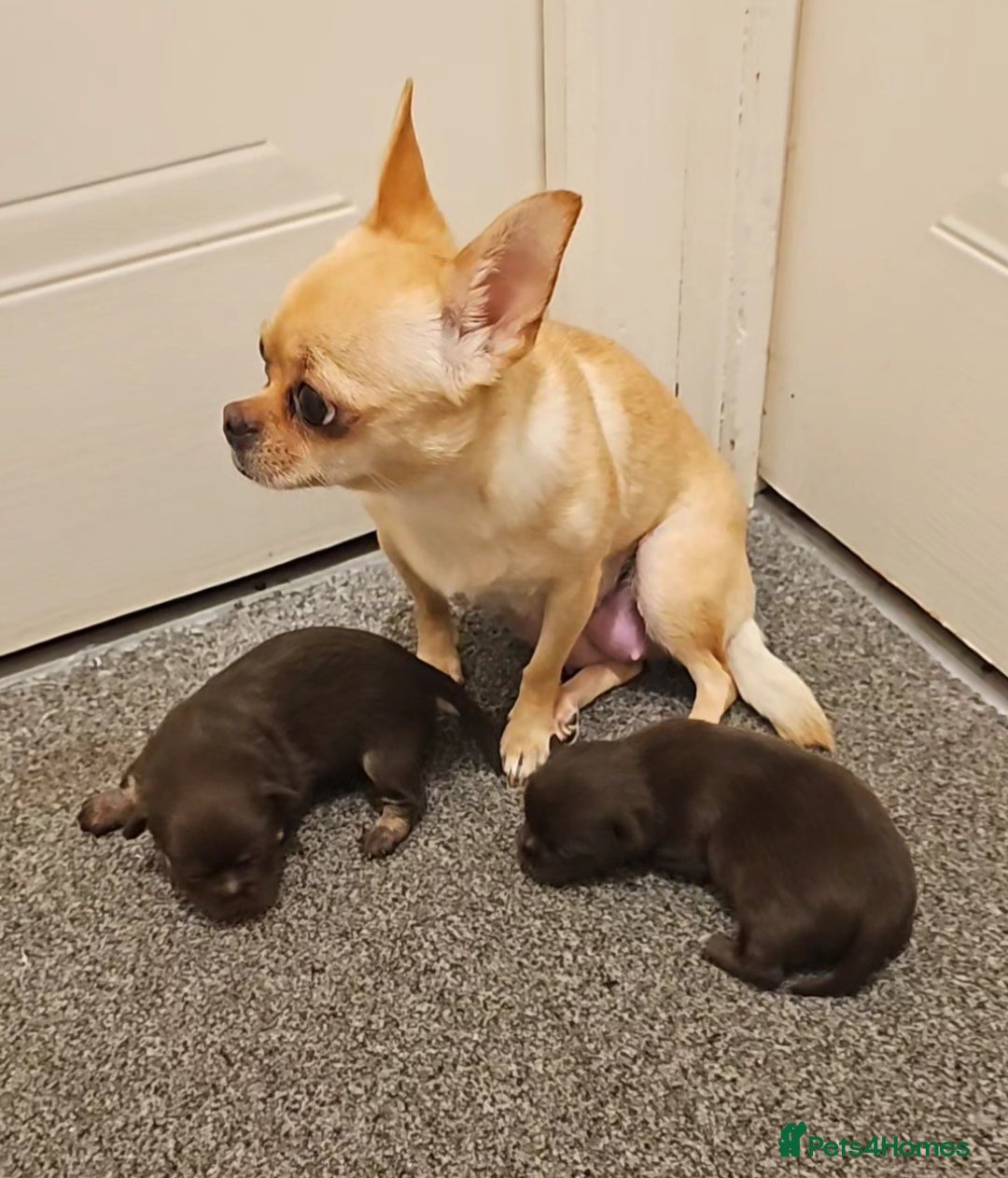 Chihuahua dogs for sale: Chihuahua  - Advert 2