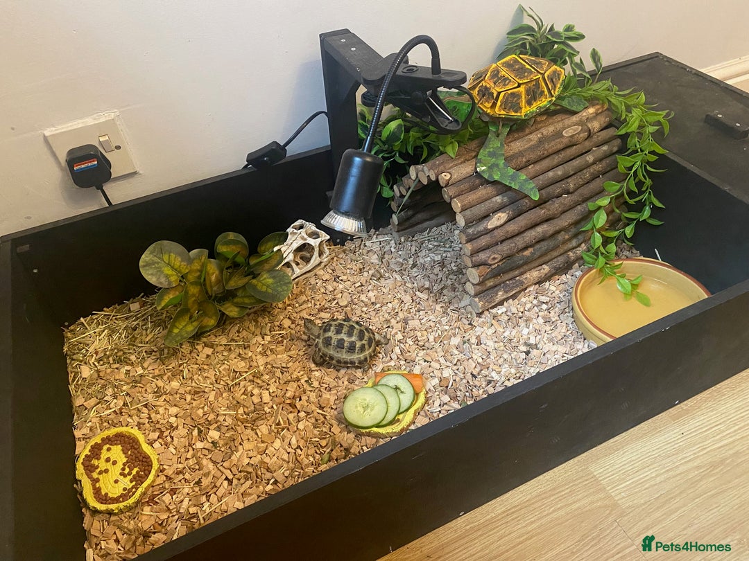 Tortoise reptiles for sale: Very Friendly Horsefield Tortoise - Image 4