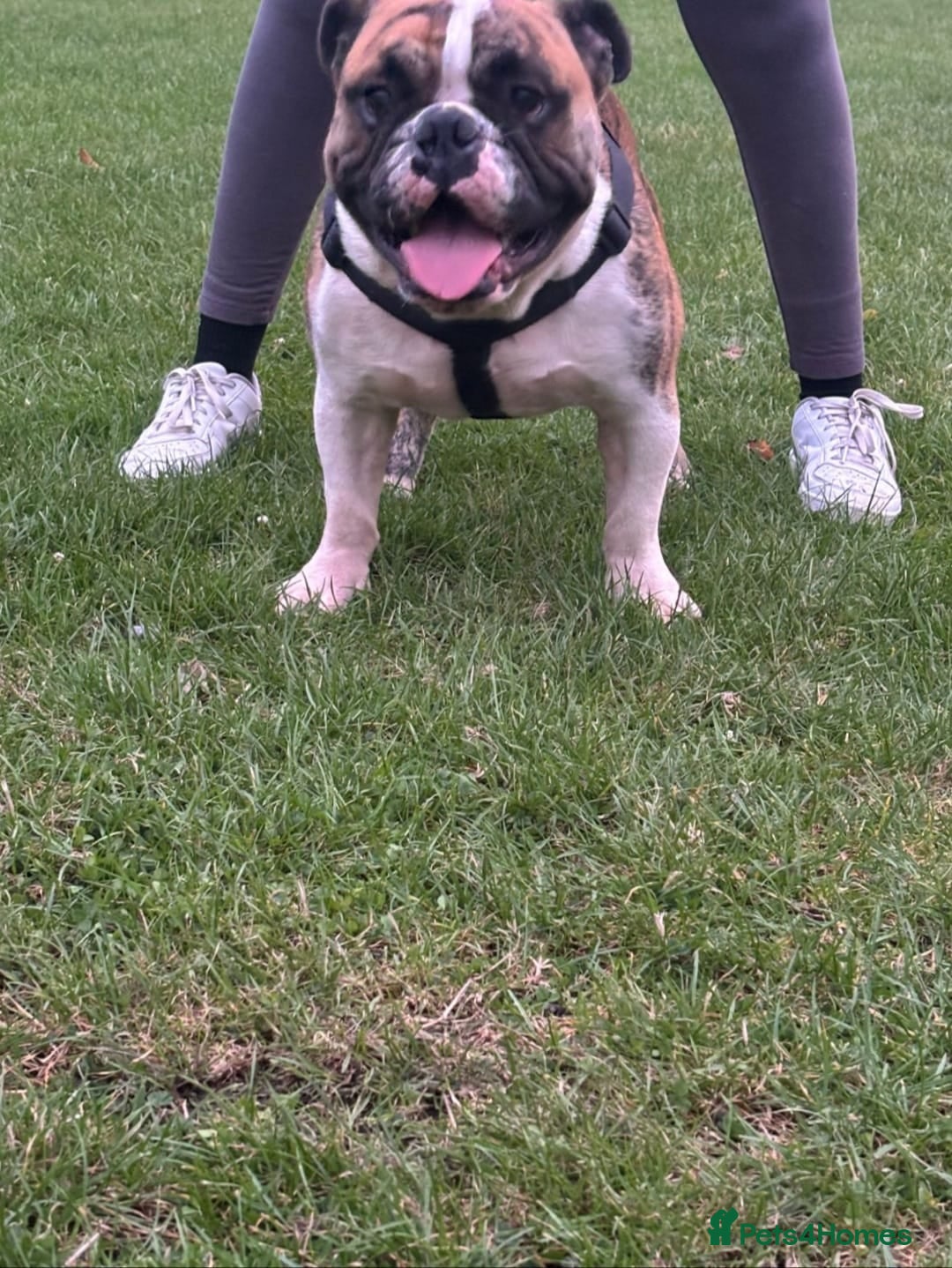 Olde English Bulldogge dogs for stud: Círoc open for stud in Wolverhampton - Advert 2