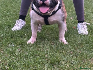 Olde English Bulldogge dogs in Wolverhampton - Advert 2