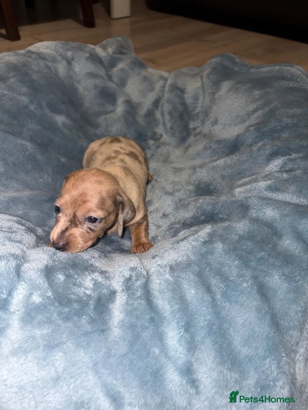 Miniature Dachshund dogs for sale: 4 Miniature Dachshund Puppies - Advert 12