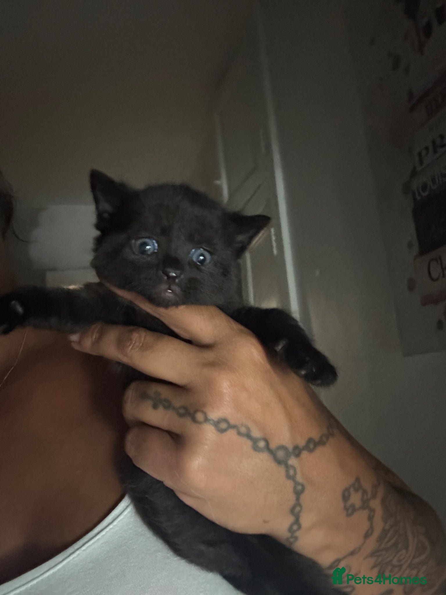 Mixed Breed cats for sale: Mixed Russian blue  - Advert 5