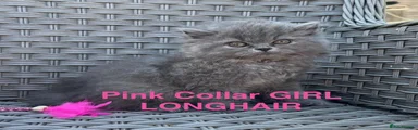 British Longhair 2