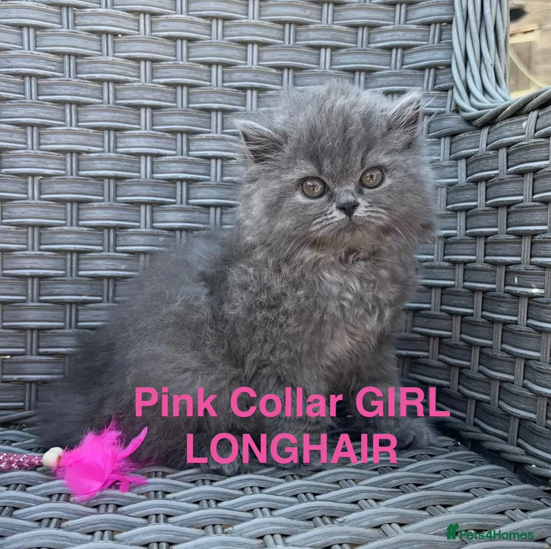 British Longhair cats for sale: GCCF Blue British Long Hair Kittens  - Advert 6