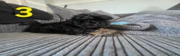 Shih Tzu dogs for sale: Imperial shih tzu puppies  in Walsall - Advert 13