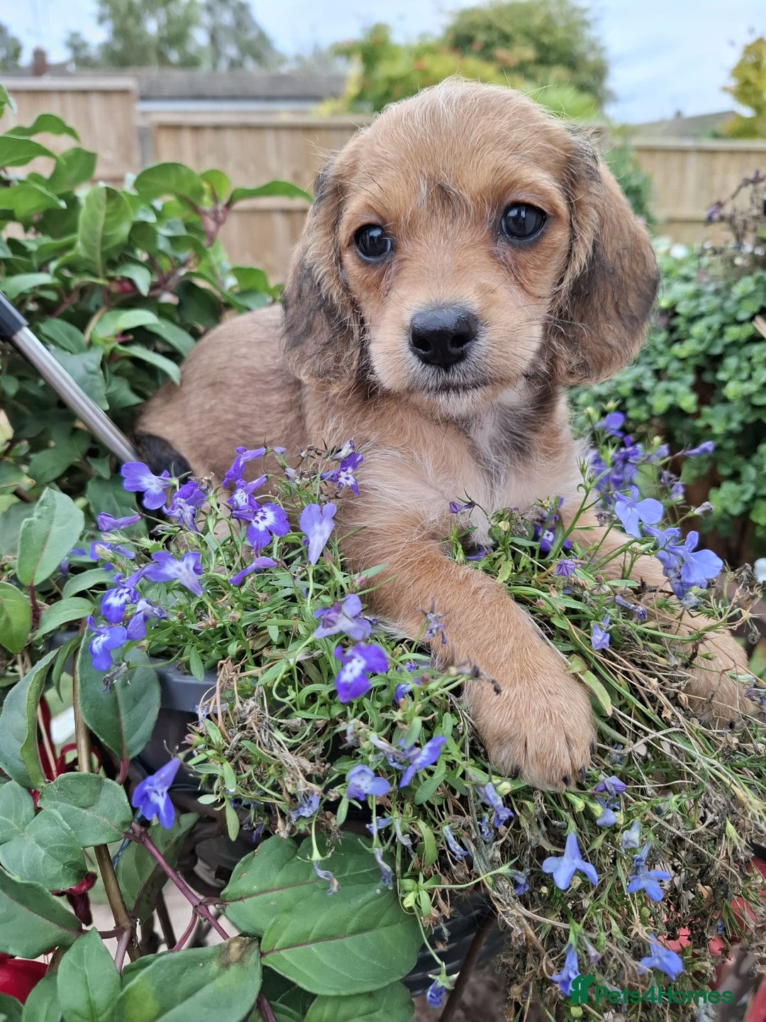 Mixed Breed dogs for sale: Daxiepoo puppies -miniature dachshund x toy poodle - Image 2