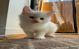 Maine Coon cats for sale: Maine Coon Kittens for sale - Image 35
